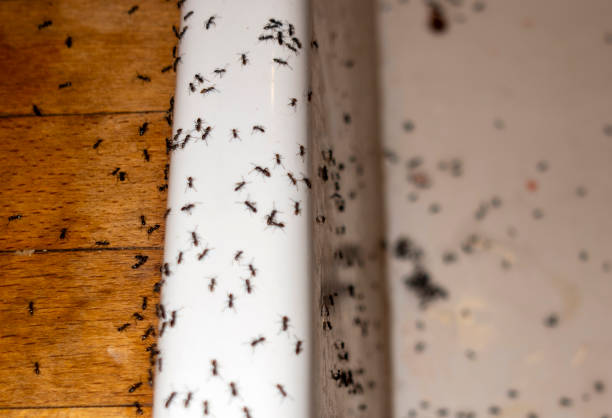 Best Residential Pest Control  in Carrollton, TX