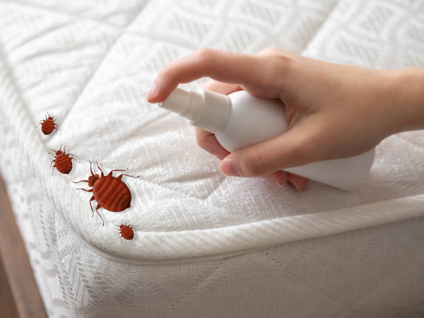 Best Affordable Pest Control Services  in Carrollton, TX